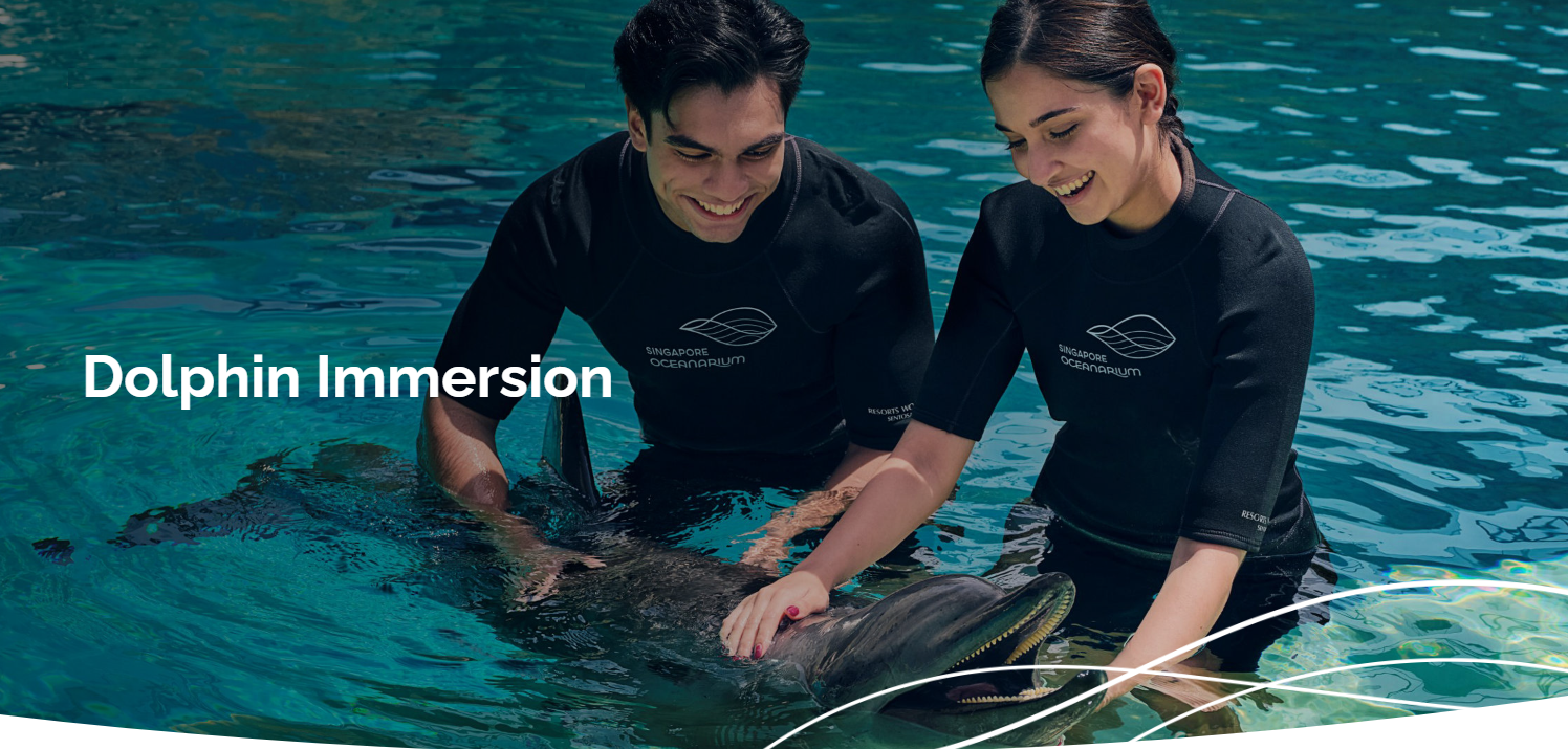 Dolphin Immersion